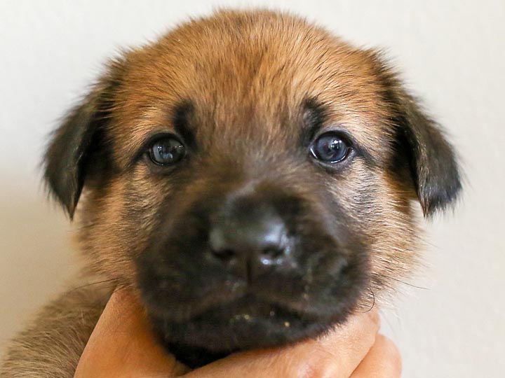 chinook puppy